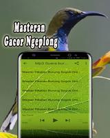 Pikat Burung Sogok Ontong MP3 截图 2