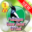 Pancingan & Masteran Kacer Mp3 Offline