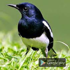 Kicau Kacer Mania آئیکن