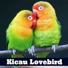 Kicau Lovebird untuk Melatih LoveBird icono