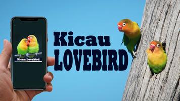 Kicau Lovebird untuk Melatih LoveBird 포스터