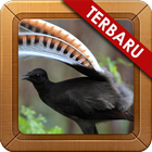 Kumpulan Kicau Lyrebird Hutan icon