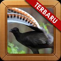 Kumpulan Kicau Lyrebird Hutan poster