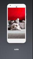 2 Schermata Cat Wallpaper