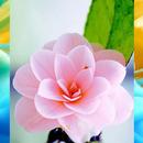 Flower Bunga Wallpaper APK