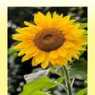 Sunflower Wallpaper HD ไอคอน
