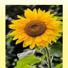 Icona Sunflower Wallpaper HD