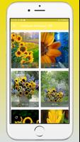 1 Schermata Sunflower Wallpaper HD