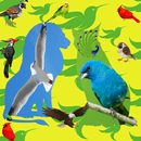 Birds Name with spelling and Picture 🐔 🐓 🐦 APK