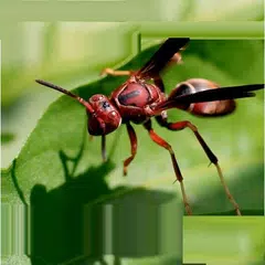 Learn Insects and Mammals APK download