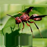 Learn Insects and Mammals ikona