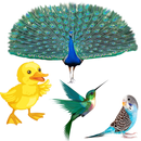 Kids Birds Learning App - Preschool Learning Apps APK