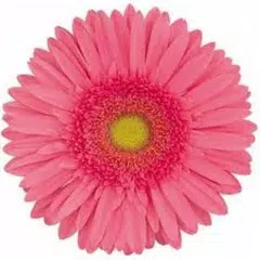 Kids Learning Flowers Names