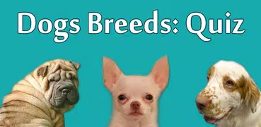 Dogs Breeds: Quiz