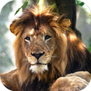 Lion Lock Screen APK