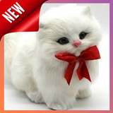 Cute Cat Wallpaper HD أيقونة