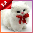 Cute Cat Wallpaper HD ícone