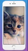 Cute Cat Wallpaper HD Poster