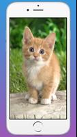 Cute Cat Wallpaper HD captura de pantalla 1