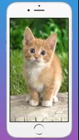 Cute Cat Wallpaper HD imagem de tela 1