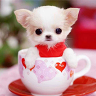 Teacup Puppies Wallpaper icône