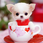 Teacup Puppies Wallpaper icon