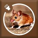 Mice and Mouse Sound APK