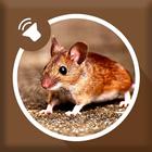 Mice and Mouse Sound アイコン