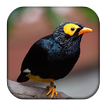 ”Myna Bird Sounds