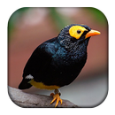 Myna Bird Sounds APK