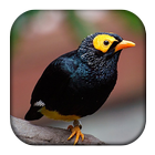 Myna Bird Sounds biểu tượng