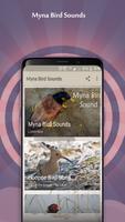 Myna Bird Sounds bài đăng