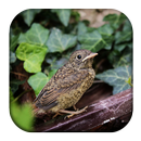 Nightingale Bird Sounds APK