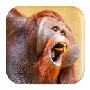 Orangutan Sounds APK