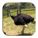 Ostrich and Emu Sounds APK