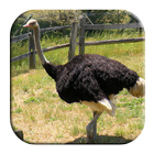 Ostrich and Emu Sounds icône