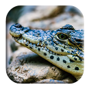 Alligator Sounds APK