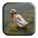 Anatidae Sounds APK