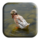 Anatidae Sounds आइकन