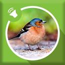 Bird Sounds APK