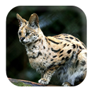 Bobcat Sounds APK