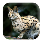 Bobcat Sounds biểu tượng