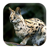 Bobcat Sounds Zeichen