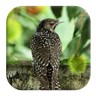 Cuckoo Bird Sounds icono