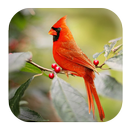 Cardinal Bird Sound APK