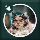 Cat Sounds icono