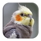 Cockatiel Sounds icône