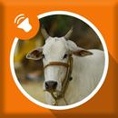 Cow Sounds APK