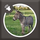 Donkey Sounds आइकन
