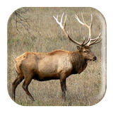 Elk Sounds ícone